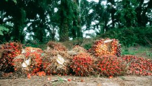 Oil-Palm-2.jpg